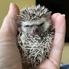 Hedgehog babies available 