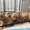 Stunning American Bullies