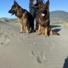 Akc Long Coat German shepherd puppies