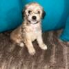 MALTIPOO PUPPIES AVAILABLE