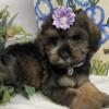 Beautiful Schnoodle Puppies for Sale!