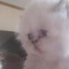 CFA Blue Cream Himalayan kitten