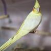 Cockatiel Babies