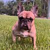 French Bulldog STUD Blue Fawn w/Merle ears