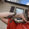 Mojave python with enclosure