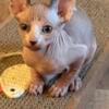 Sphynx kittens available