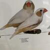ZEBRA FINCHES MUTATIONS