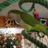 Handfed Quaker Parrot