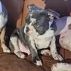 Blue Merle Frenchton Boy - Tewkesbury