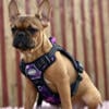 French bulldog female