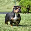 $250. Adult tri pocket female bully. Abkc registered.