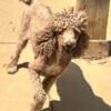 Standard Poodle - few years young