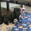 AKC Great Dane  pups