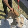 2 gamedog females available