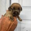 Cane Corso Puppies! Only 6 Available!