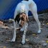 Akc reg male German shorthair pointer