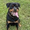 AKC 3 Year old Rottie
