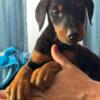 Doberman Puppies