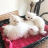 Persian Jewel Cattery #5