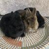 Netherland Dwarf 