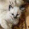 Himalese kittens