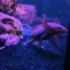 2 Axolotls free to good home