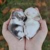 Holland Lop Bunnies