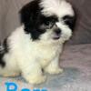 Fee reducedShih Tzu ckc registered male