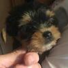 Yorkie Puppies 