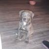 Tulsa Oklahoma 2 month old pit bull puppy Samson for sale