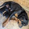 Rottweiler puppies ready May 7