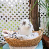 Holland Lop Girl