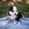 FLUFFY MINI HUSKY AKA POMSKY BOY 3 OF 4