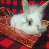 Lionhead Bunnies-Male and Female babies Available