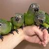 Handfed Dusky Conure Babies