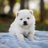 FLUFFY MINI HUSKY AKA POMSKY BOY 1 OF 4