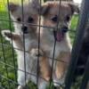 Pomeranian Poodle Puppies