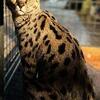 F1 HP Savannah Female intact