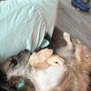 6-month-old Aussie Doodle