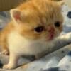 Exotic shorthair kittens CFA  red and white boy Hobbs