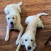 A pair of AKC Golden Retrievers