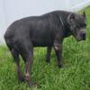 Cane Corso for stud 