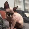 Female Sphynx Kitten