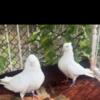 Iranian pigeon rare, Afghan pigeon