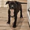 AKC Staffordshire bull terrier pupoy