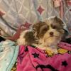 Beautiful male Yorkie Puppies (boy) Yorkshire Terrier