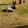 Beautiful female Belgian Malinois puppy four months old