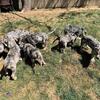 Blue Tri Merle Pocket Bully Puppy’s 