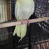 Adult lutino female looking for a new home