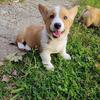 Male Corgi Chase